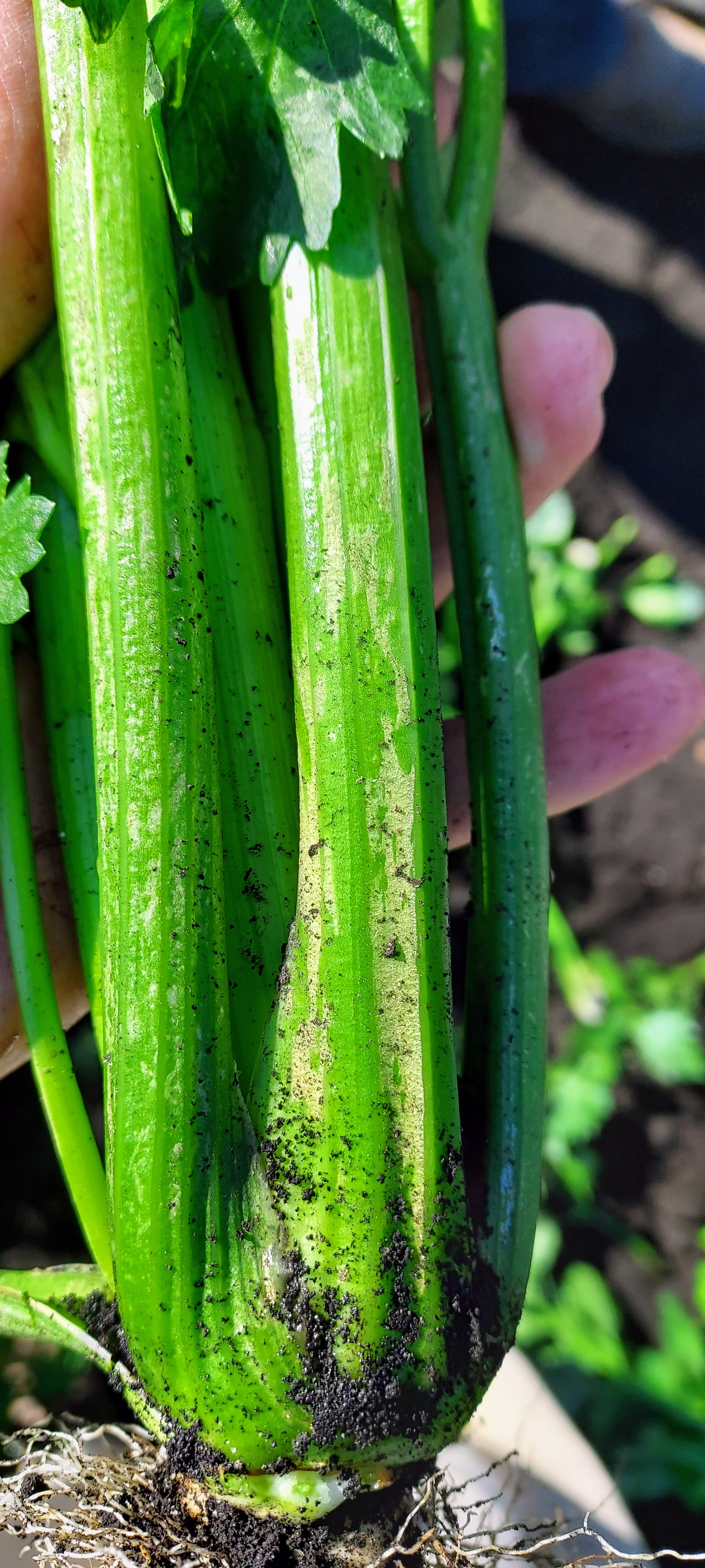 Thrips damage to celery.jpg